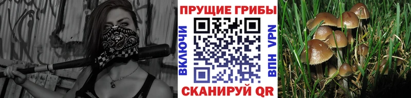 Галлюциногенные грибы мухоморы  Каргат 